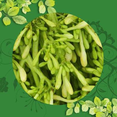 Địa chỉ bán hoa đu đủ đực tại Bạc Liêu u chống lại bệnh ung thư phổi