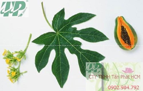 Địa chỉ mua bán hoa đu đủ đực tại Quận Thanh Xuân